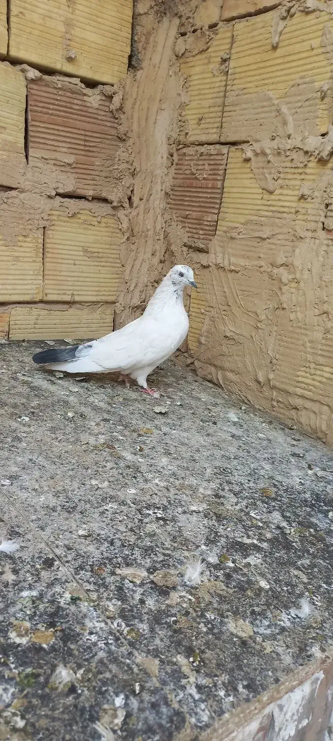 کبوتر|پرنده|بهارستان, |دیوار