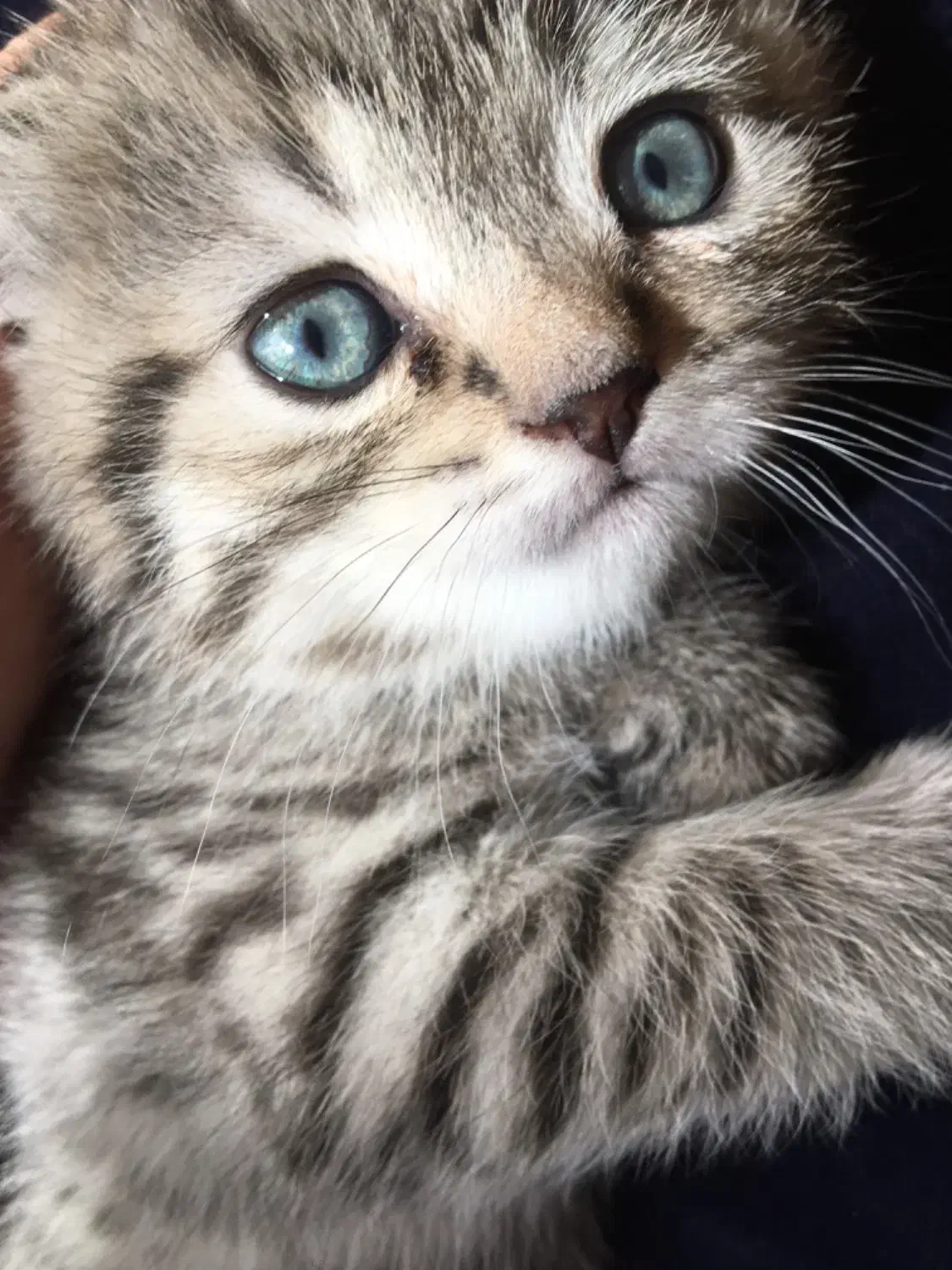 گربه خانگی|گربه|تبریز, |دیوار