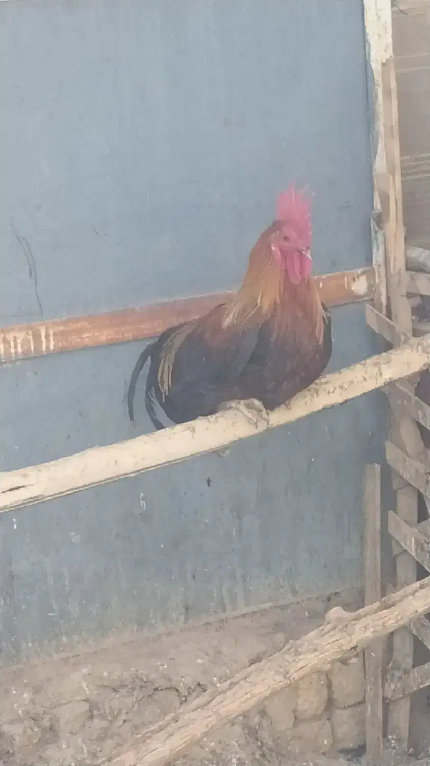 خروس‌محلی|حیوانات مزرعه|رودهن, |دیوار