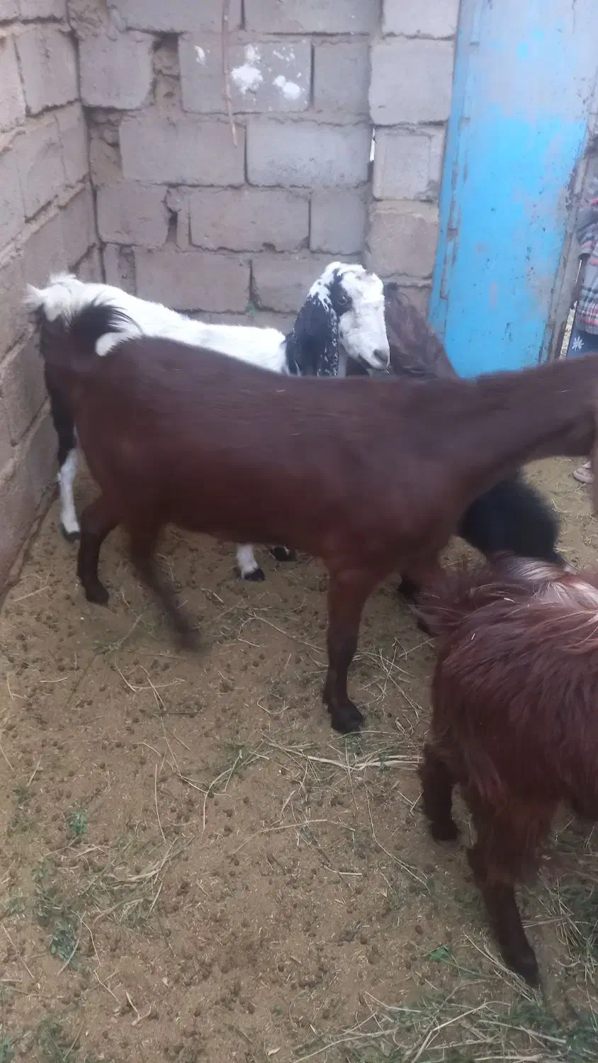 یک بز سه قلوزا تضمینی فقط یک زه داده بفروشمش میرسد|حیوانات مزرعه|گنبکی, |دیوار