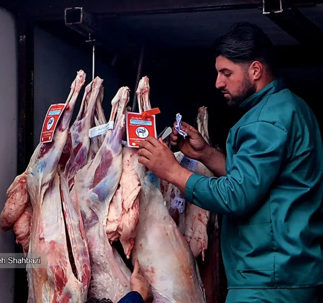 *فقط 3روز* فروش گوسفند تعاونی/نصفگوشت*خونی زنده|حیوانات مزرعه|مشهد, سپاد|دیوار