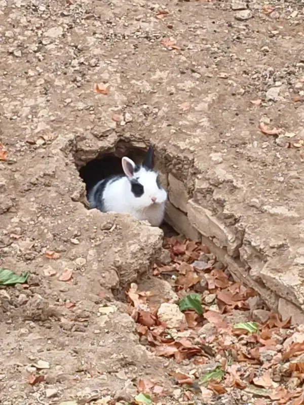 خرگوش|موش و خرگوش|شهرکرد, |دیوار