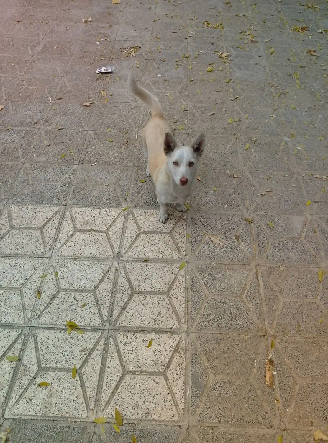 سگ پاکوتاه|سگ|بجنورد, |دیوار