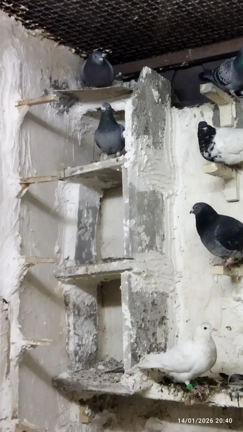 کفتر|پرنده|مشهد, کوشش|دیوار