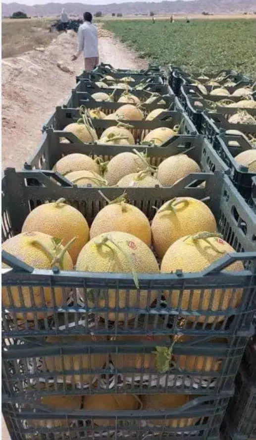 اجاره شیش هکتار زمین کشاورزی وحدتیه|اجارهٔ دفتر صنعتی، کشاورزی، تجاری|وحدتیه, |دیوار