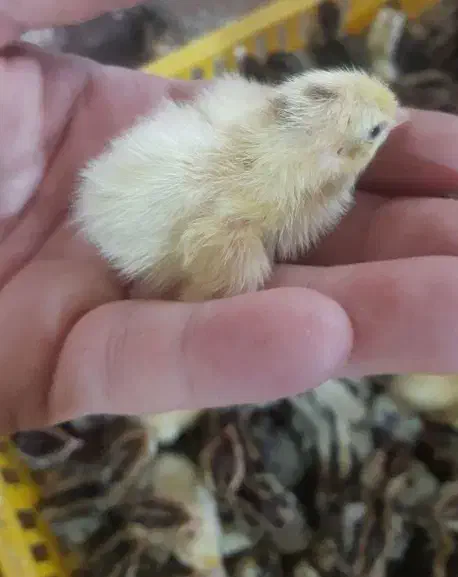 تخم بلدرچین|حیوانات مزرعه|قم, سید معصوم|دیوار