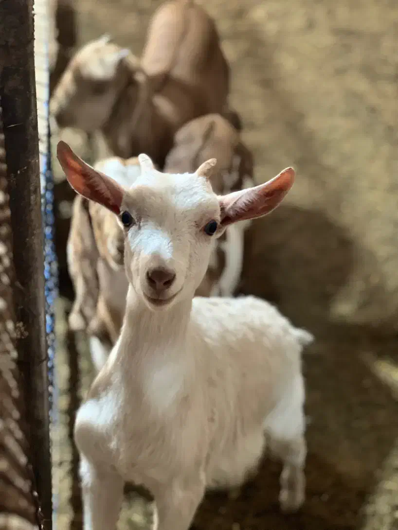 کود گوسفند|گل و گیاه طبیعی|یزد, |دیوار