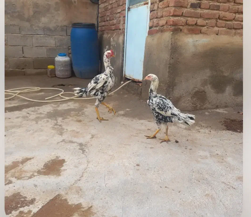 یک خروس لاری اصل با مرغ|حیوانات مزرعه|بناب, |دیوار