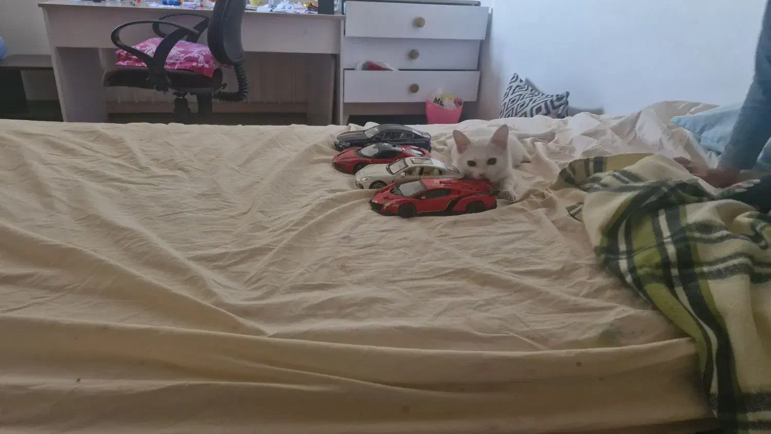 واگذاری گربه|گربه|اصفهان, فیض|دیوار