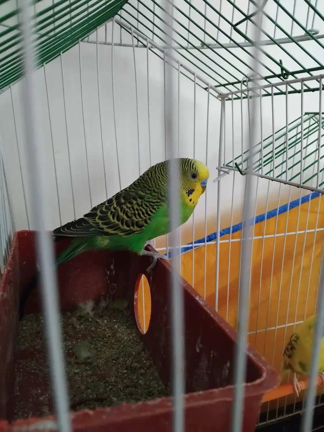 جفت مرغ عشق جوان|پرنده|رفسنجان, |دیوار