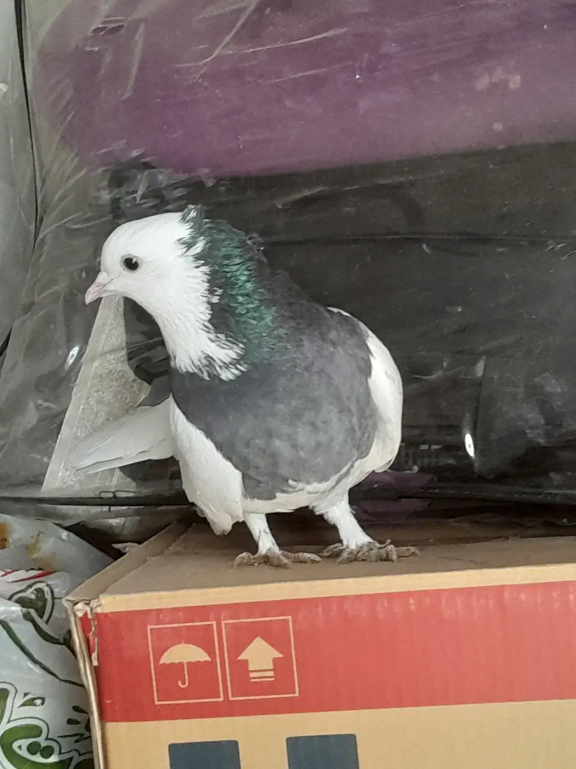 طوق سیاه|پرنده|شیراز, ارم|دیوار