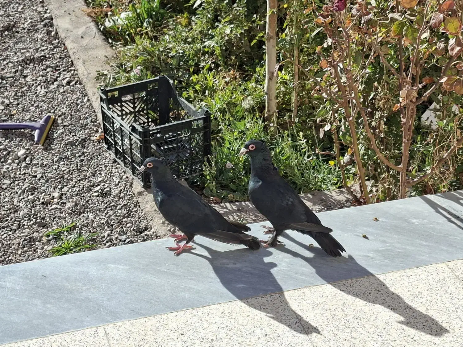 نر و ماده کبوتر زاغ|پرنده|گلزار, |دیوار