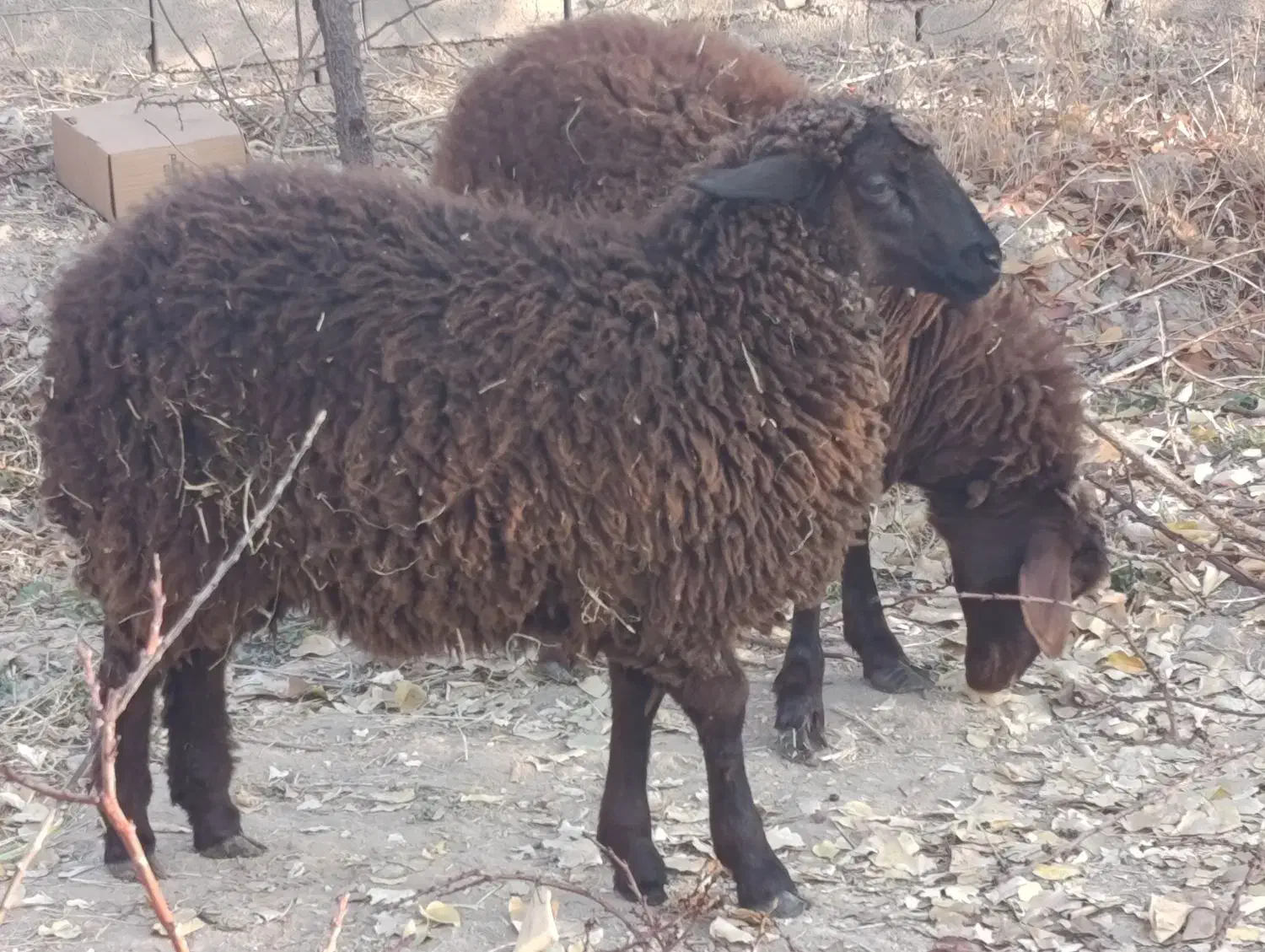 بره فروشی|حیوانات مزرعه|شاهرود, |دیوار