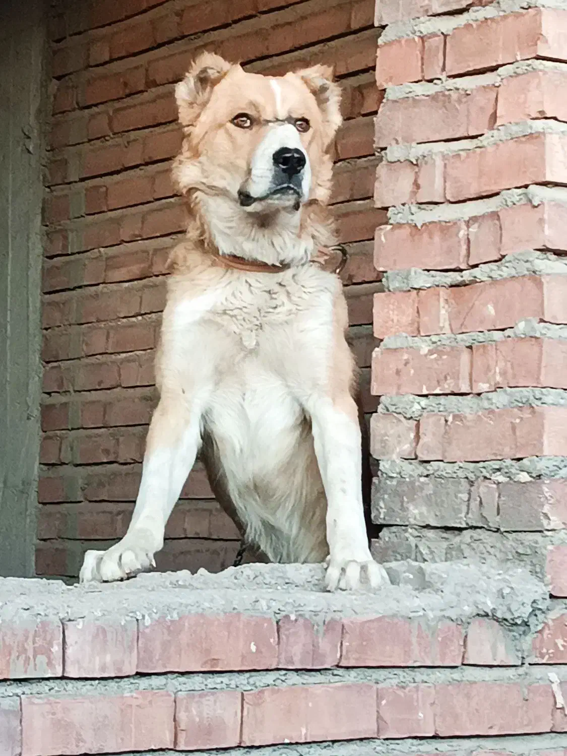 سگ افغان|سگ|گلزار, |دیوار