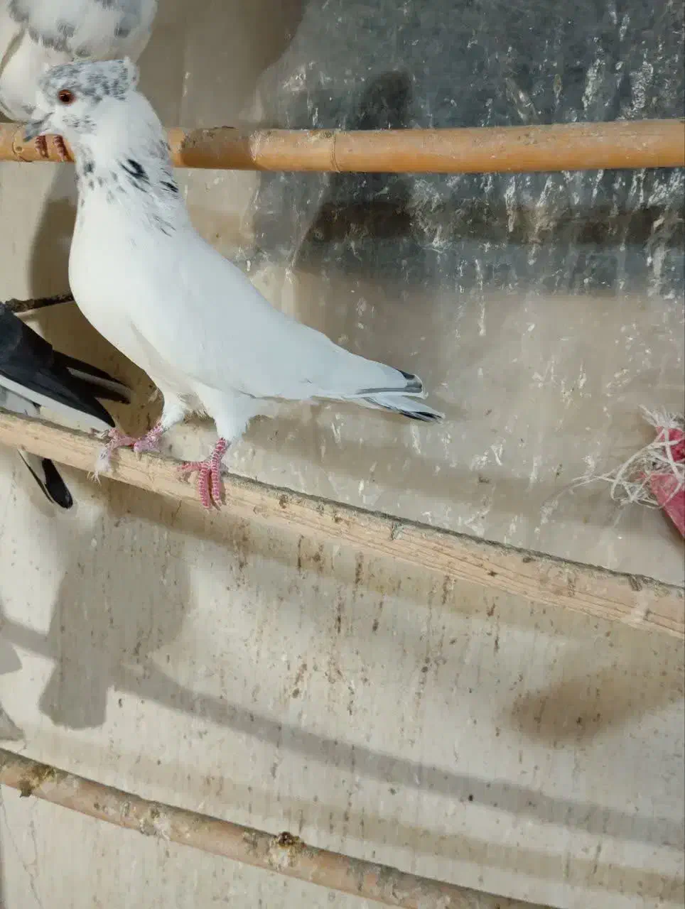 کفتر پرشی .|پرنده|آران و بیدگل, |دیوار