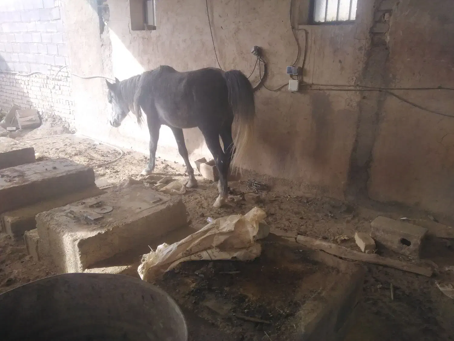 فروش اسب نر سه ساله ایرانی|اسب و تجهیزات اسبسواری|خمین, |دیوار