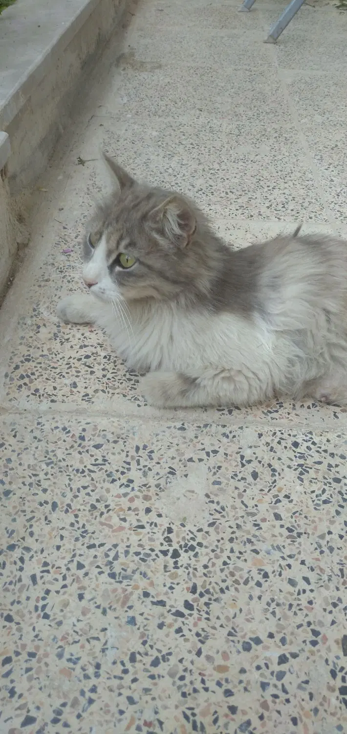 گربه|گربه|کرمانشاه, |دیوار