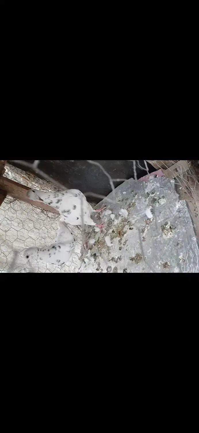 کفتر|پرنده|شیراز, شهرک کوشکک|دیوار