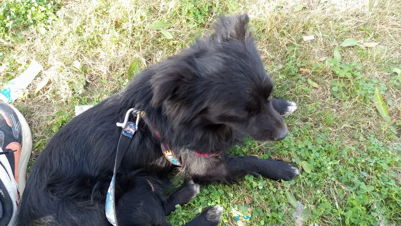 سگ گمشده|سگ|آبادان, |دیوار