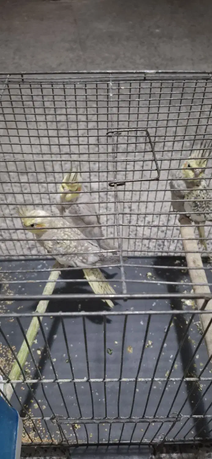 طوطی عروس|پرنده|محمدیه-قزوین, |دیوار