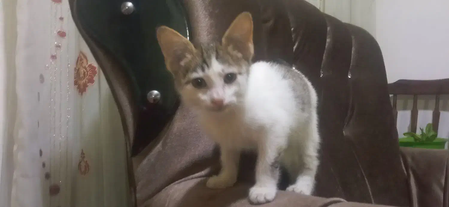 بچه گربه 3ماهه|گربه|کلاله, |دیوار