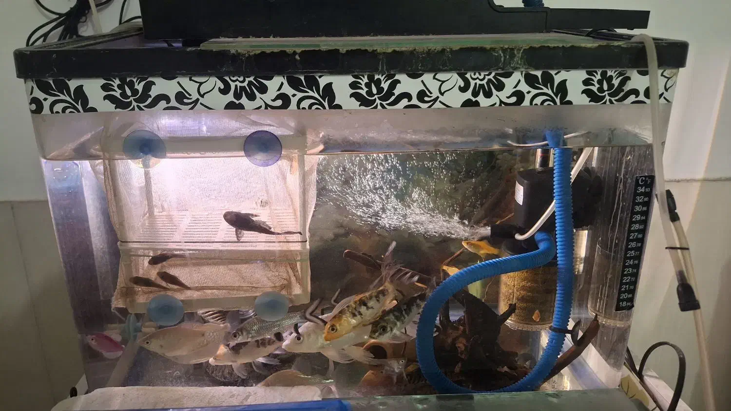 آکواریوم زیبا|ماهی|تایباد, |دیوار