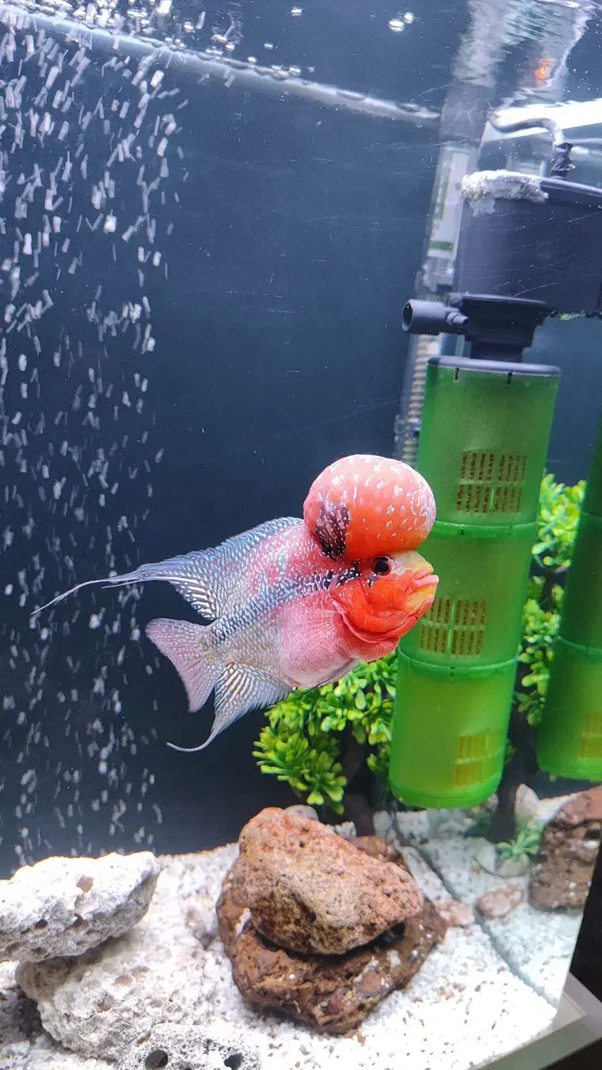 آکواریوم زیبا فلاور|ماهی|اسلامآباد غرب, |دیوار