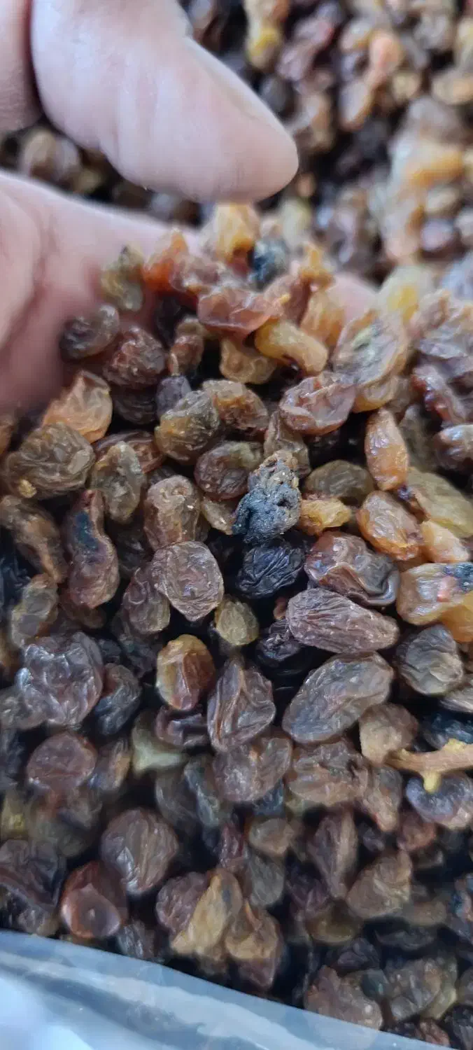 کشمش ابگیری|خوردنی و آشامیدنی|ملایر, |دیوار