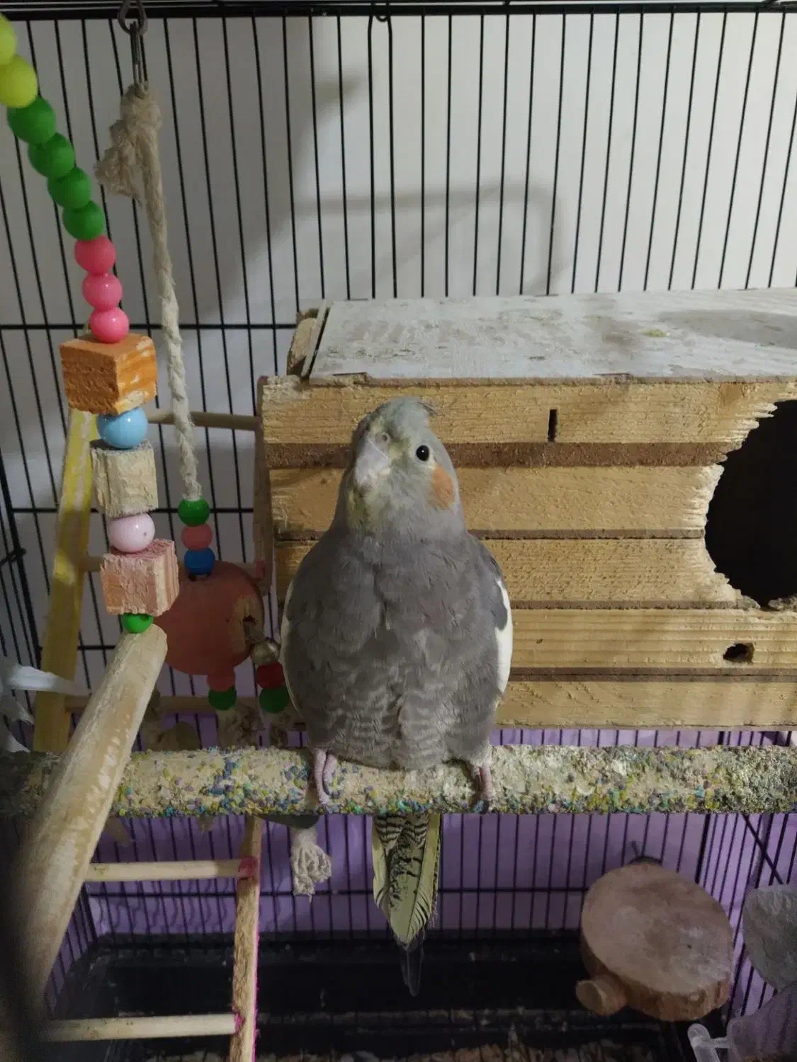 عروس هلندی نیمه اهلی ماده|پرنده|پیرانشهر, |دیوار