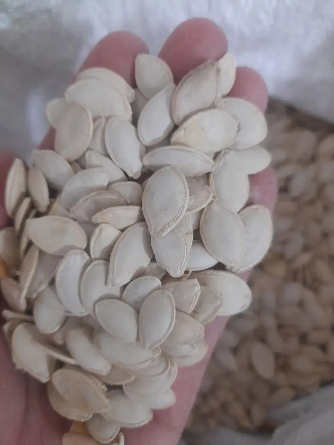 تخمه کدو|خوردنی و آشامیدنی|میاندوآب, |دیوار