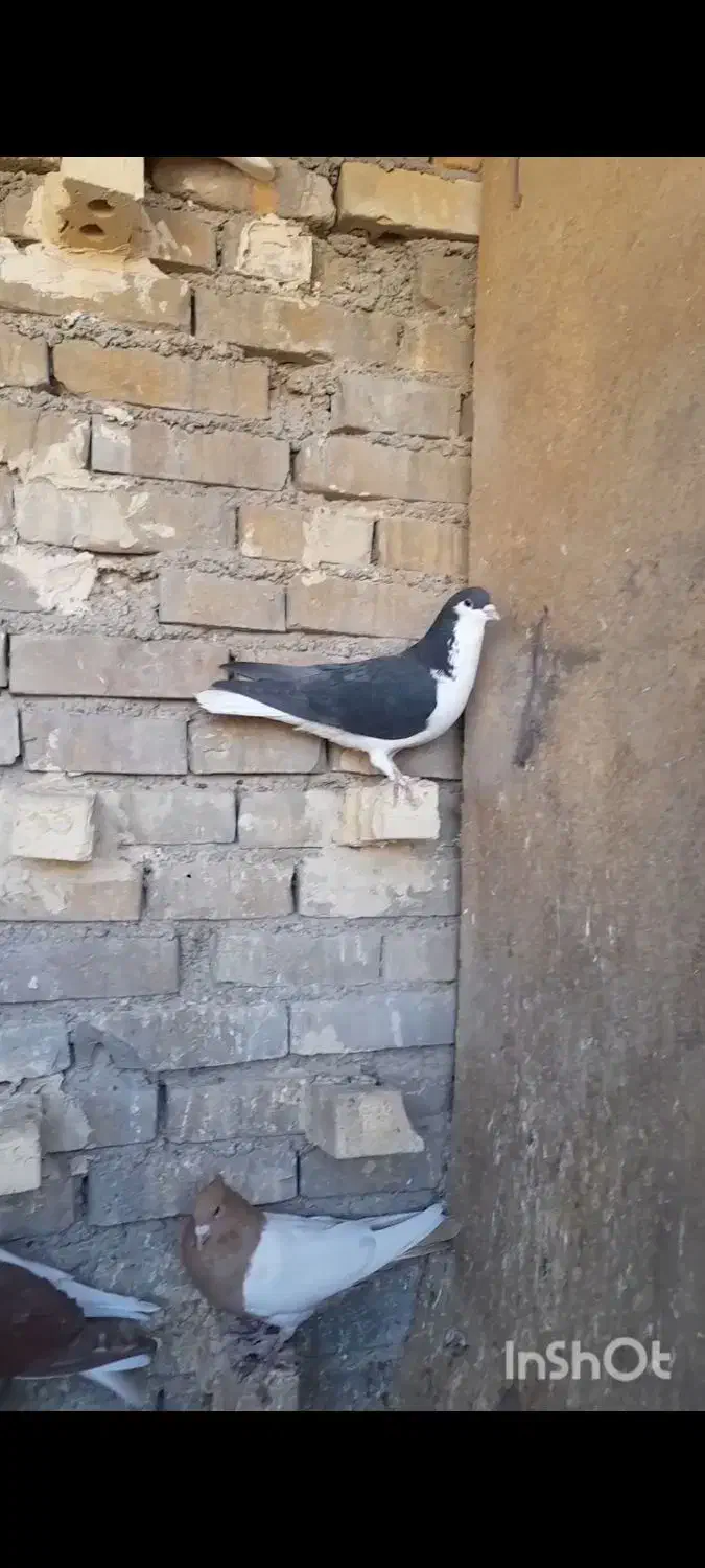 کفتر رنگی نقش دوری|پرنده|اهواز, اسلام آباد غربی|دیوار