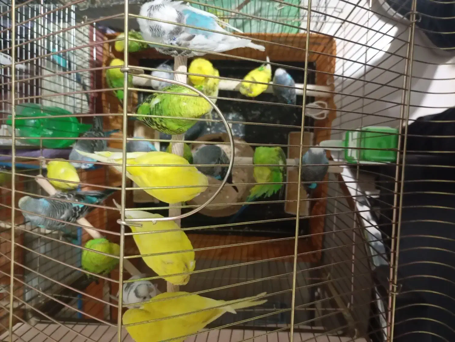 مرغ عشق صاف و کشیده سالم و سلامت|پرنده|تهران, افسریه جنوبی|دیوار