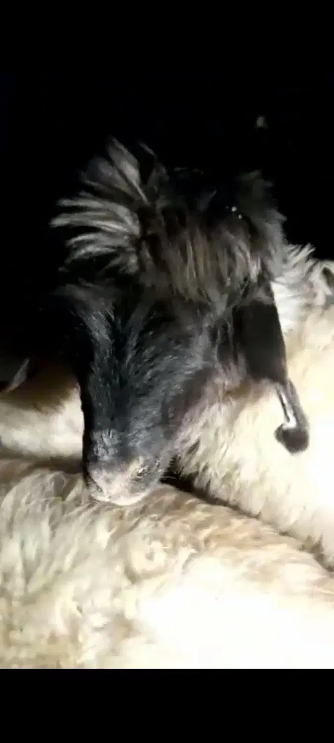 بره ماده قوچ خورده|حیوانات مزرعه|کامفیروز, |دیوار