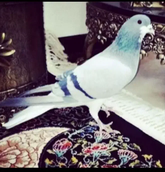 خرقه|پرنده|اصفهان, کلمان|دیوار