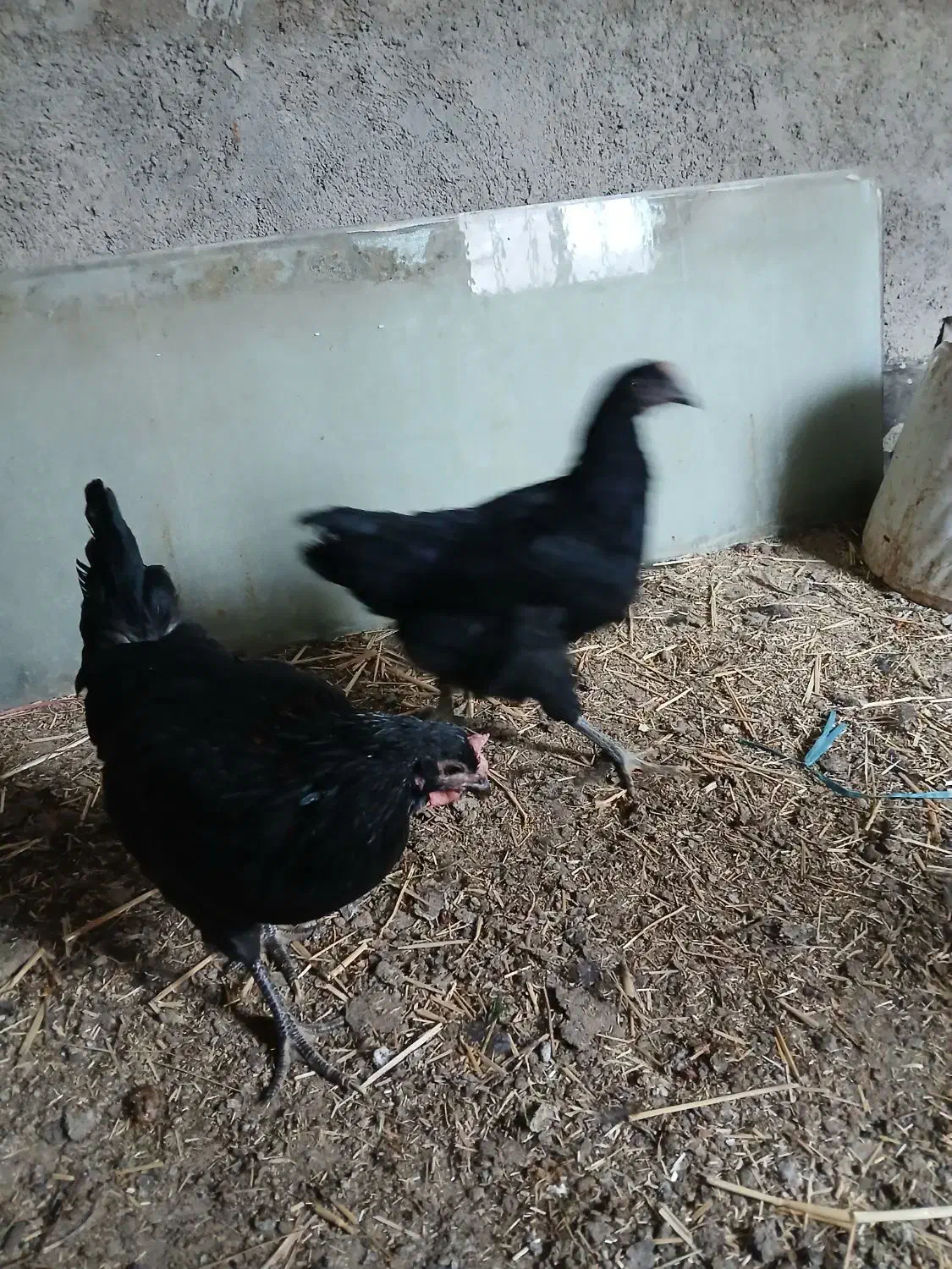 مرغ استرالوپ محلی و بلک استار|حیوانات مزرعه|کرج, شهرک پردیسان|دیوار