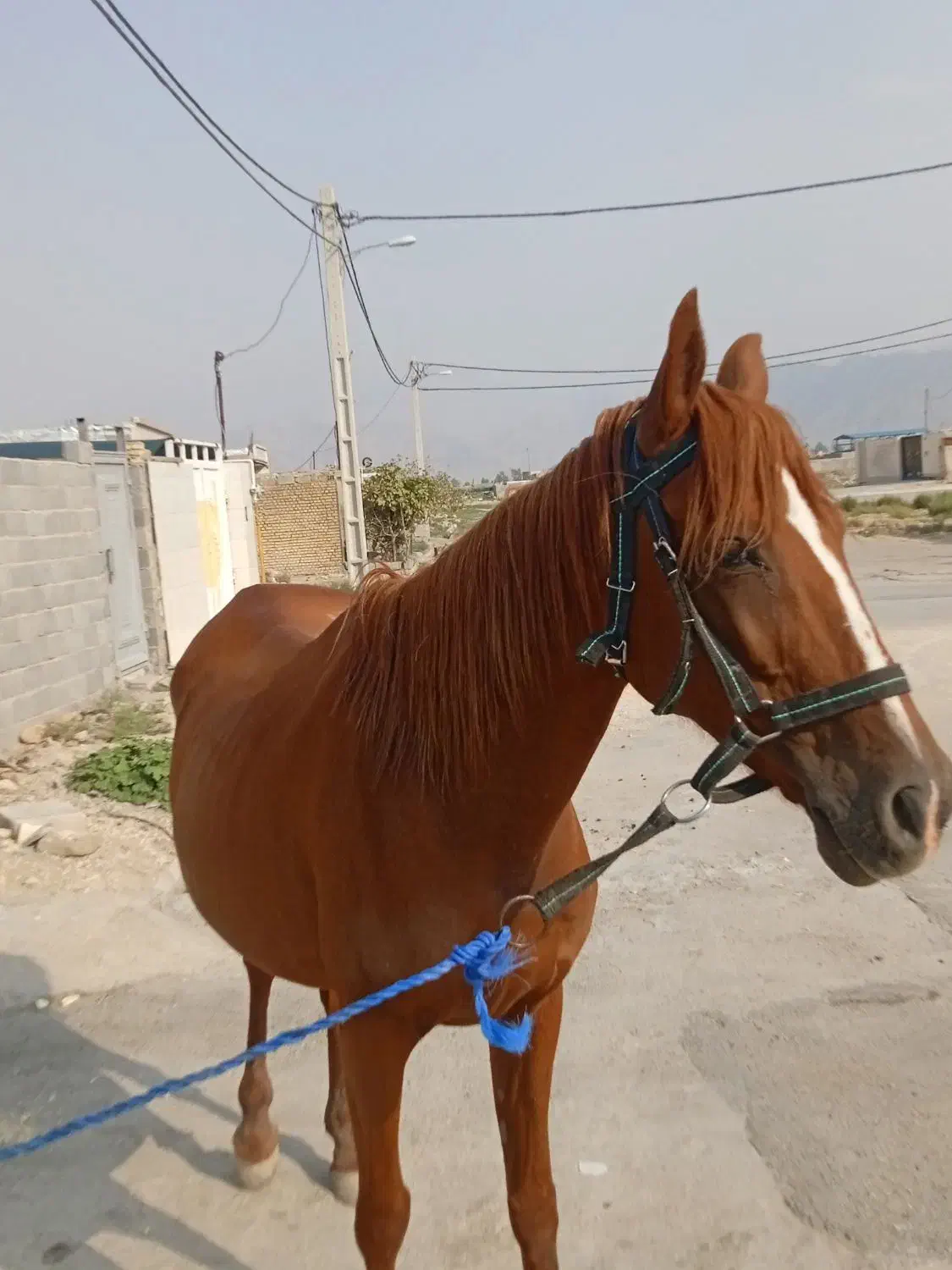 مادیان گم شده|حیوانات|ایذه, |دیوار