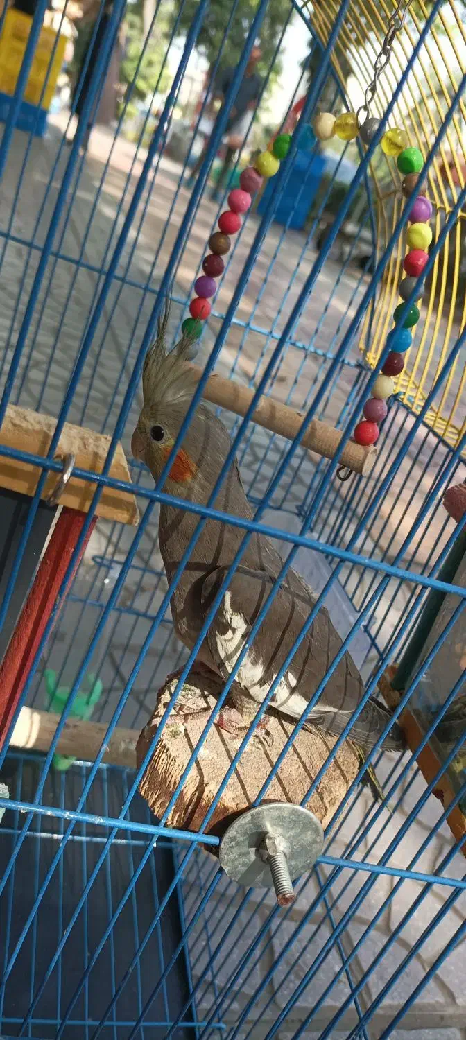 عروس هلندی نر|پرنده|آمل, |دیوار