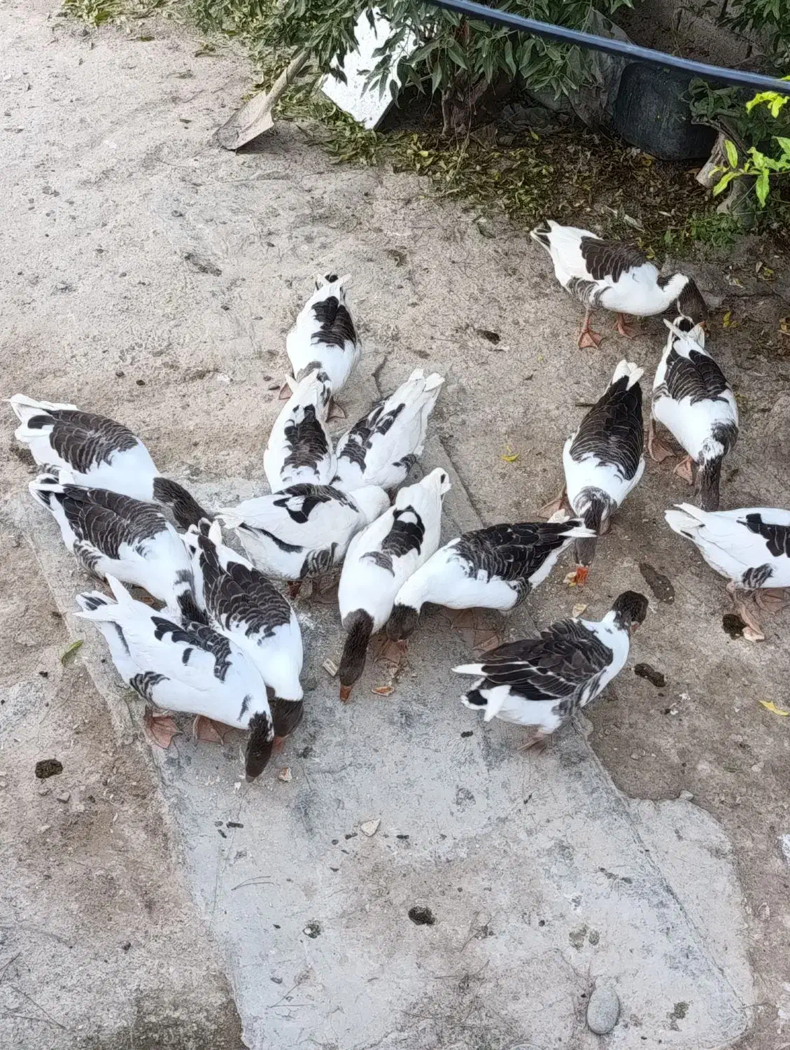 قاز محلی اصلاندوز روستایی تربت کندی|حیوانات مزرعه|پارسآباد, |دیوار