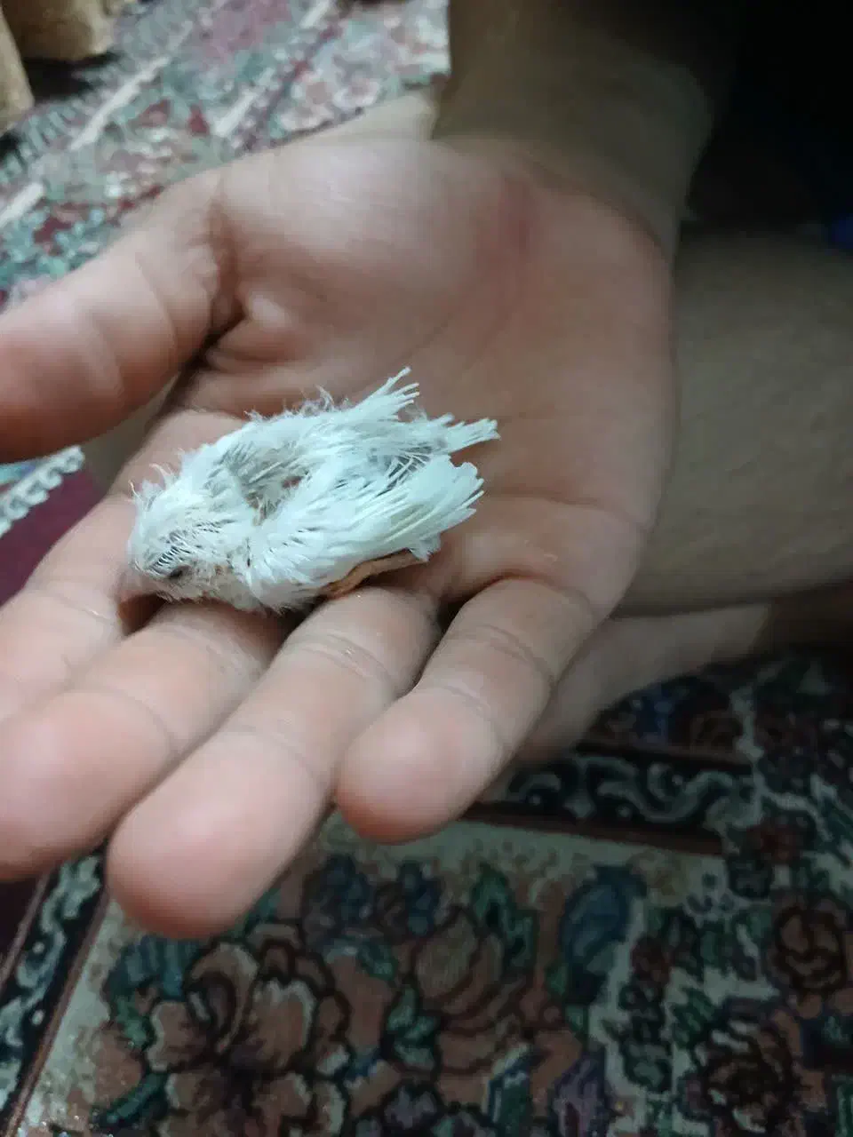 فنچ|پرنده|خمینیشهر, |دیوار