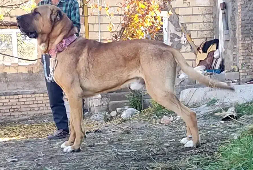 سگ کانگال اصیل|سگ|تهران, توحید|دیوار