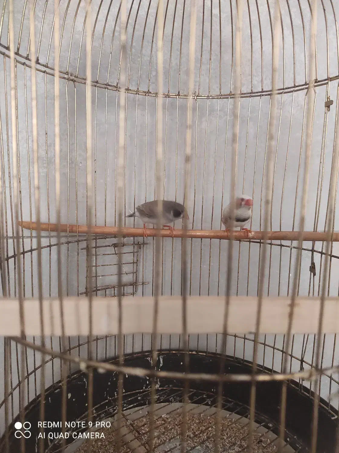 فنچ|پرنده|بندرعباس, |دیوار