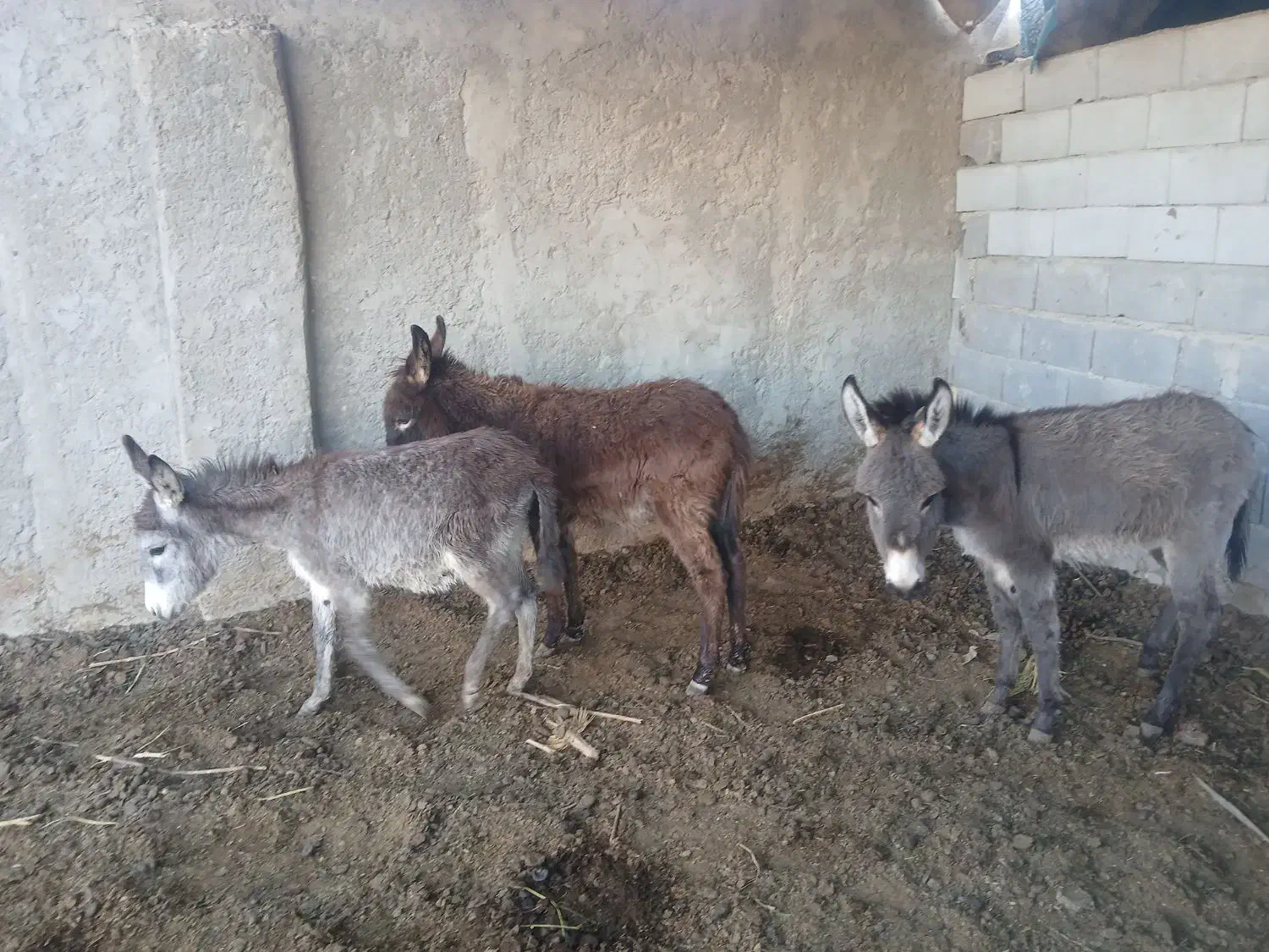 خرالاغ|حیوانات مزرعه|اصفهان, ارداجی|دیوار