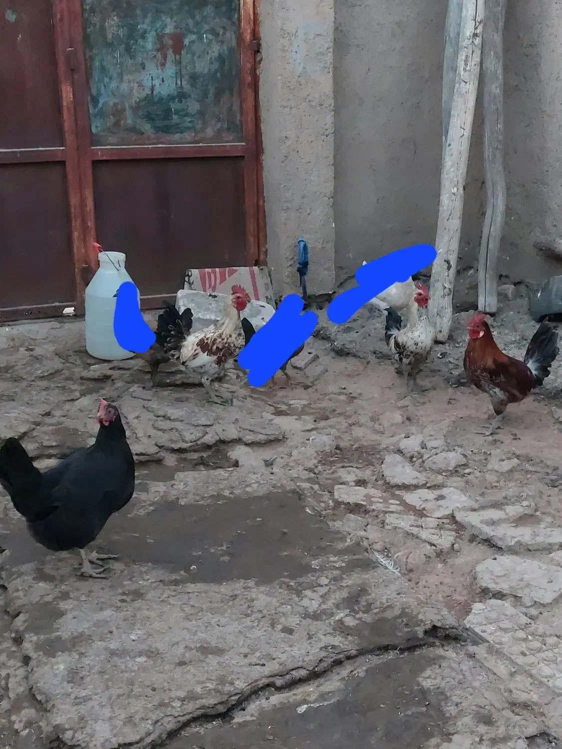 مرغ خروس|حیوانات مزرعه|کوهدشت, |دیوار