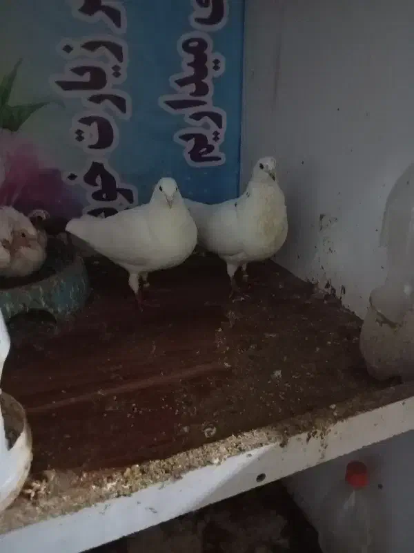 کبوتر|پرنده|رشت, معلولین|دیوار