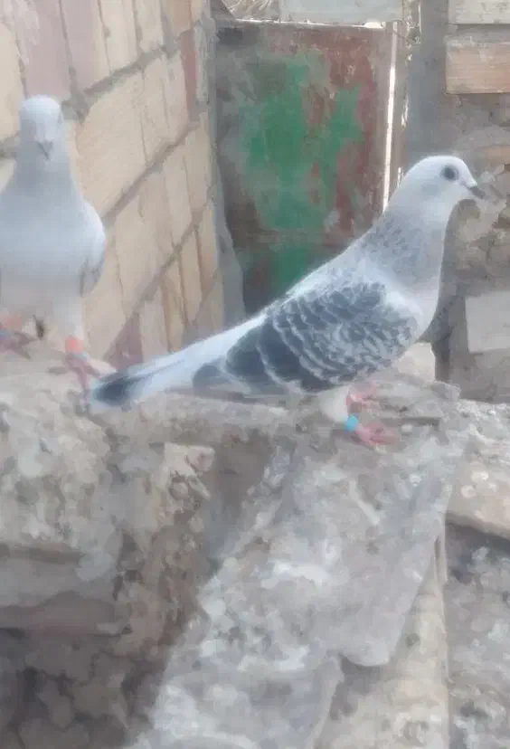 جفت شامی مگس سالم ۱ت|پرنده|نیمروز, |دیوار