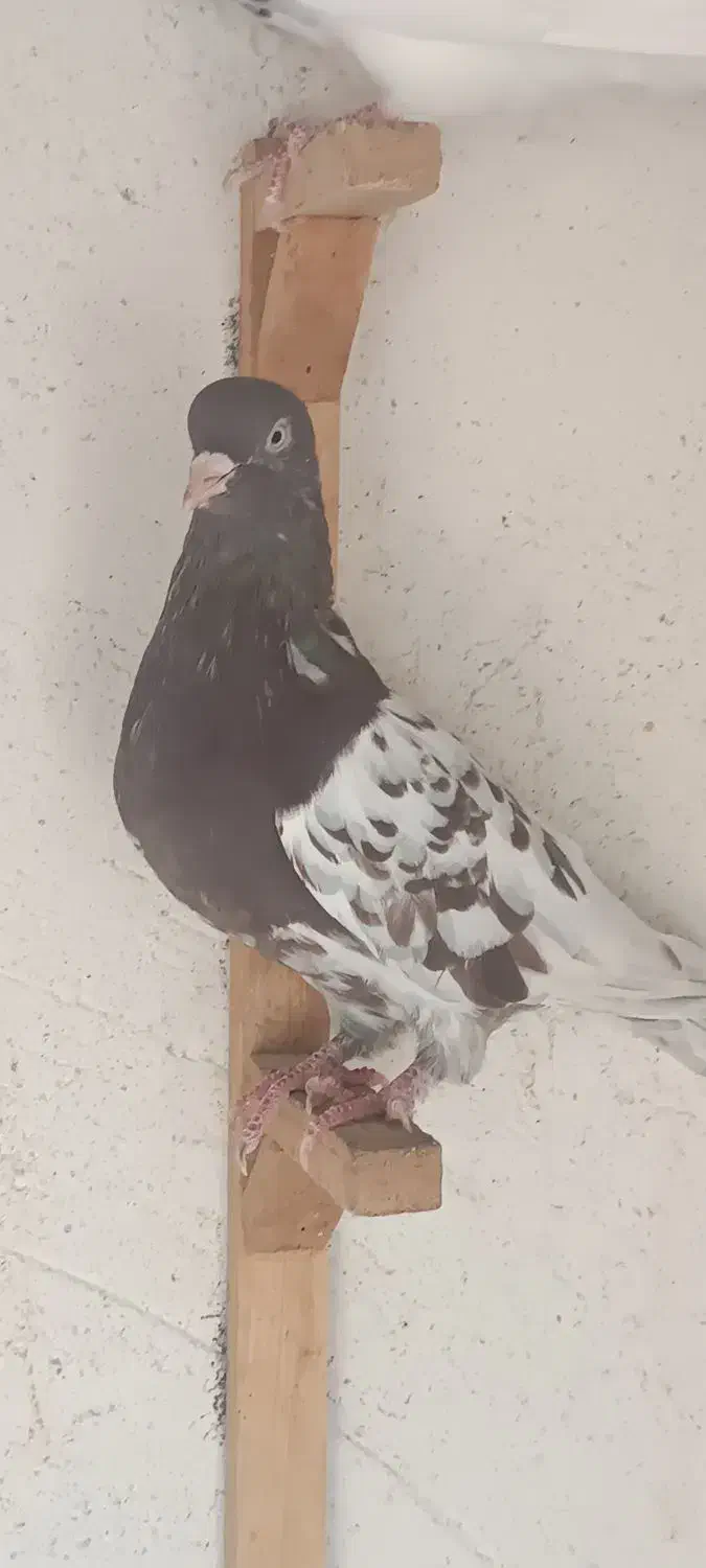 کبوتر کله تنها|پرنده|اهرم, |دیوار