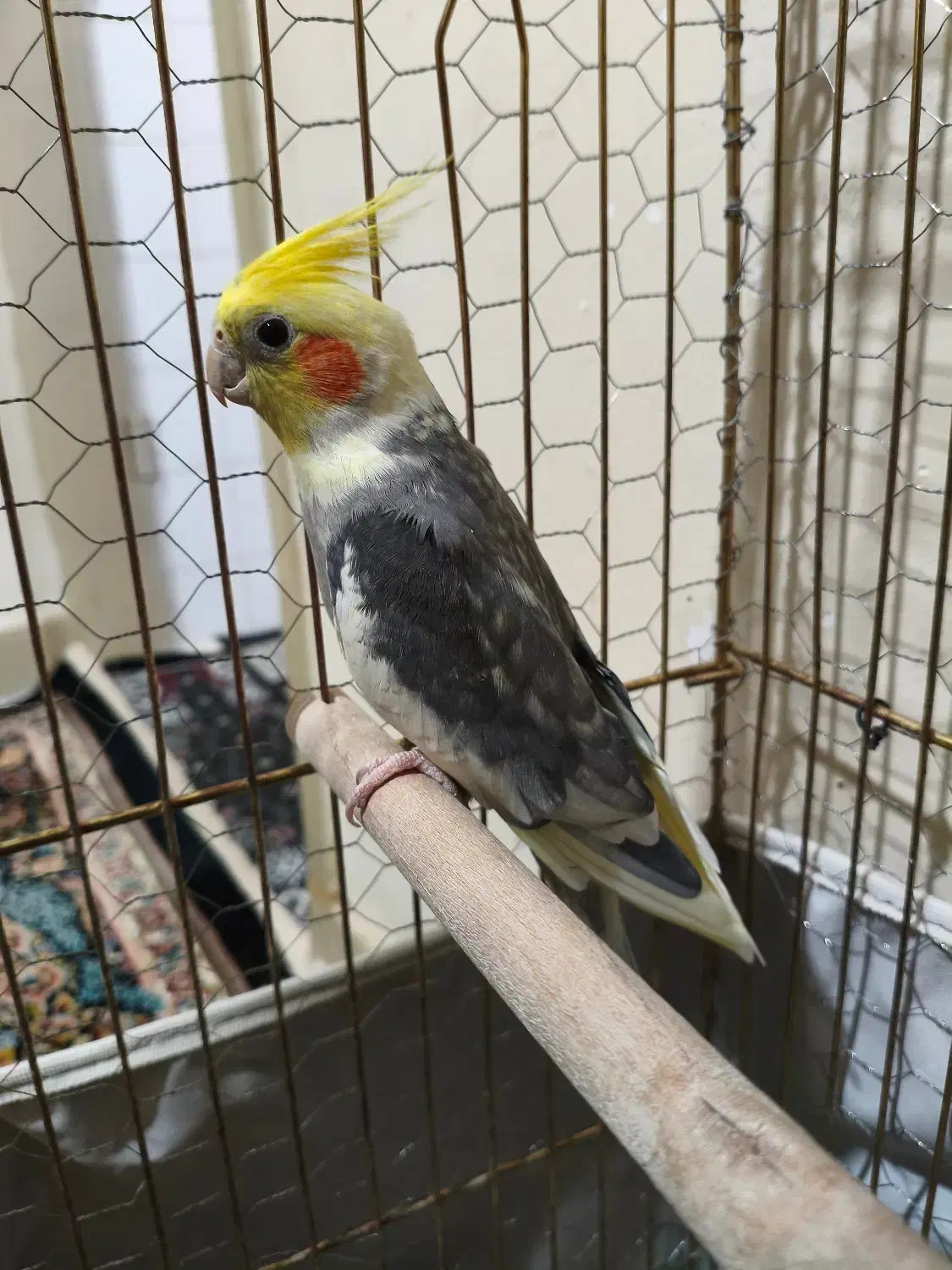 عروس هلندی جفت|پرنده|مشکین‌دشت, |دیوار