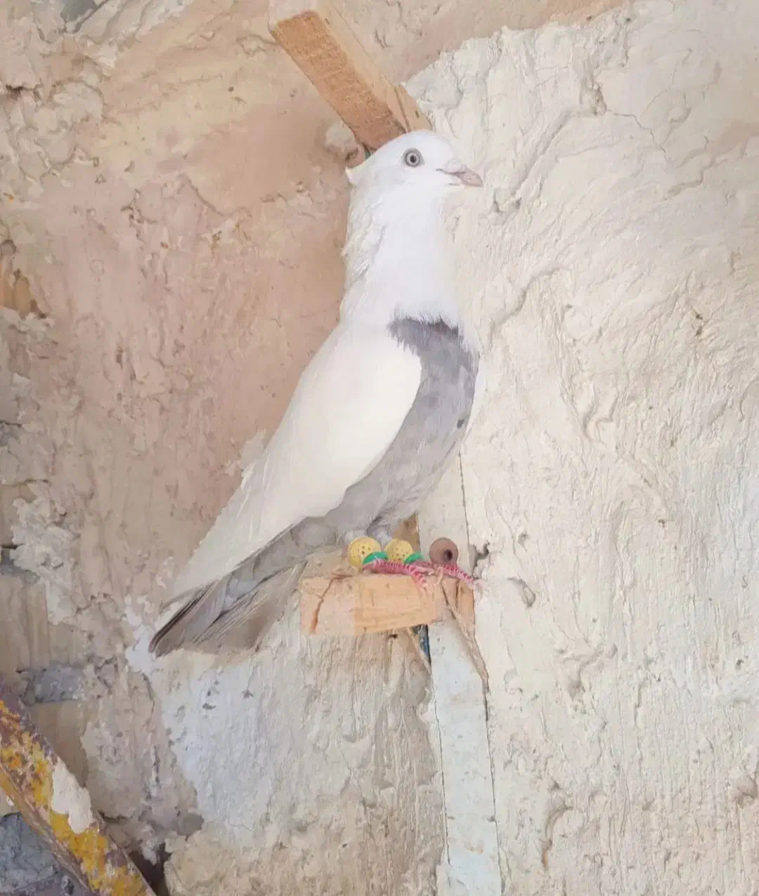 دم الماسی|حیوانات|شیراز, ارم|دیوار