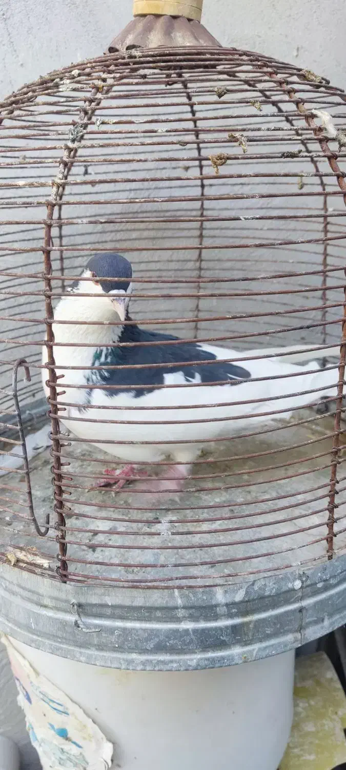 بهبهانی|پرنده|فیروزآباد (فارس), |دیوار