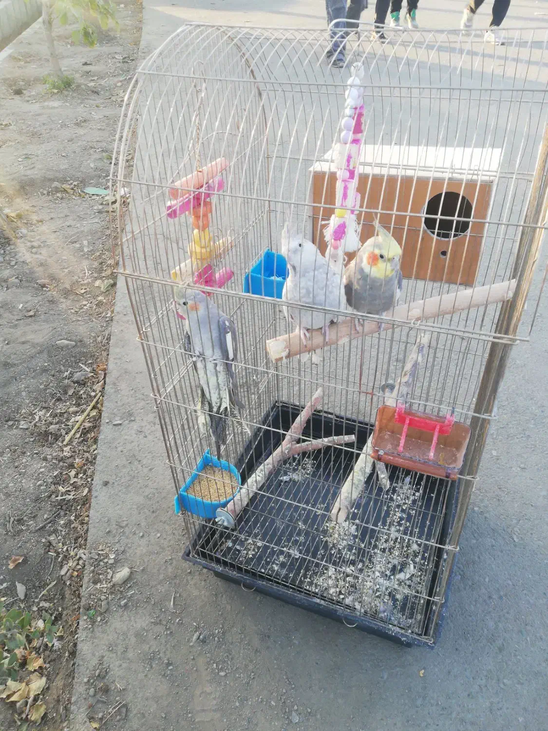 عروس هلندی|پرنده|تهران, یافت آباد شمالی|دیوار